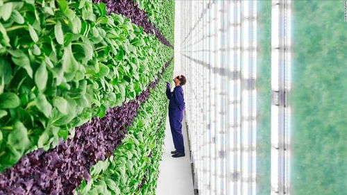垂直农业 或许是城市农业的新未来