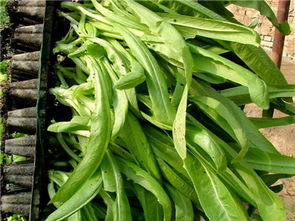 中农共信有机瓜菜工厂加盟费多少 国家有没有资金补助