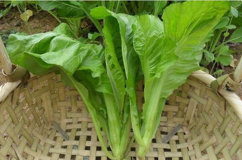 农村这种菜长得和小孩一般高 适合便秘者吃 你有没有吃过呢