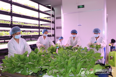 新疆防疫生产两不误,优化供给保民生