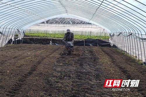 桂东春耕忙，阳光明媚蔬菜香