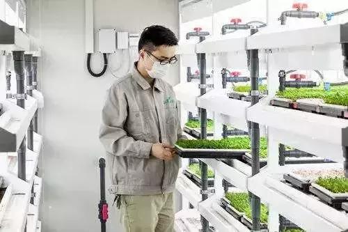 京东布局植物工厂 水培蔬菜或成农业新蓝海