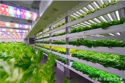 植物工厂 盈利困境与消费趋势下的未来曙光