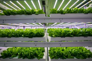 探访神奇的植物工厂 一片无土上生长的绿叶奇迹