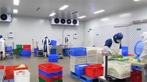 东营市东营区 净菜工厂日产25-30吨，全力保障市民“菜篮子”